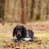 RYPO Dog Training - Výcviková hračka pre psa -  Kačica